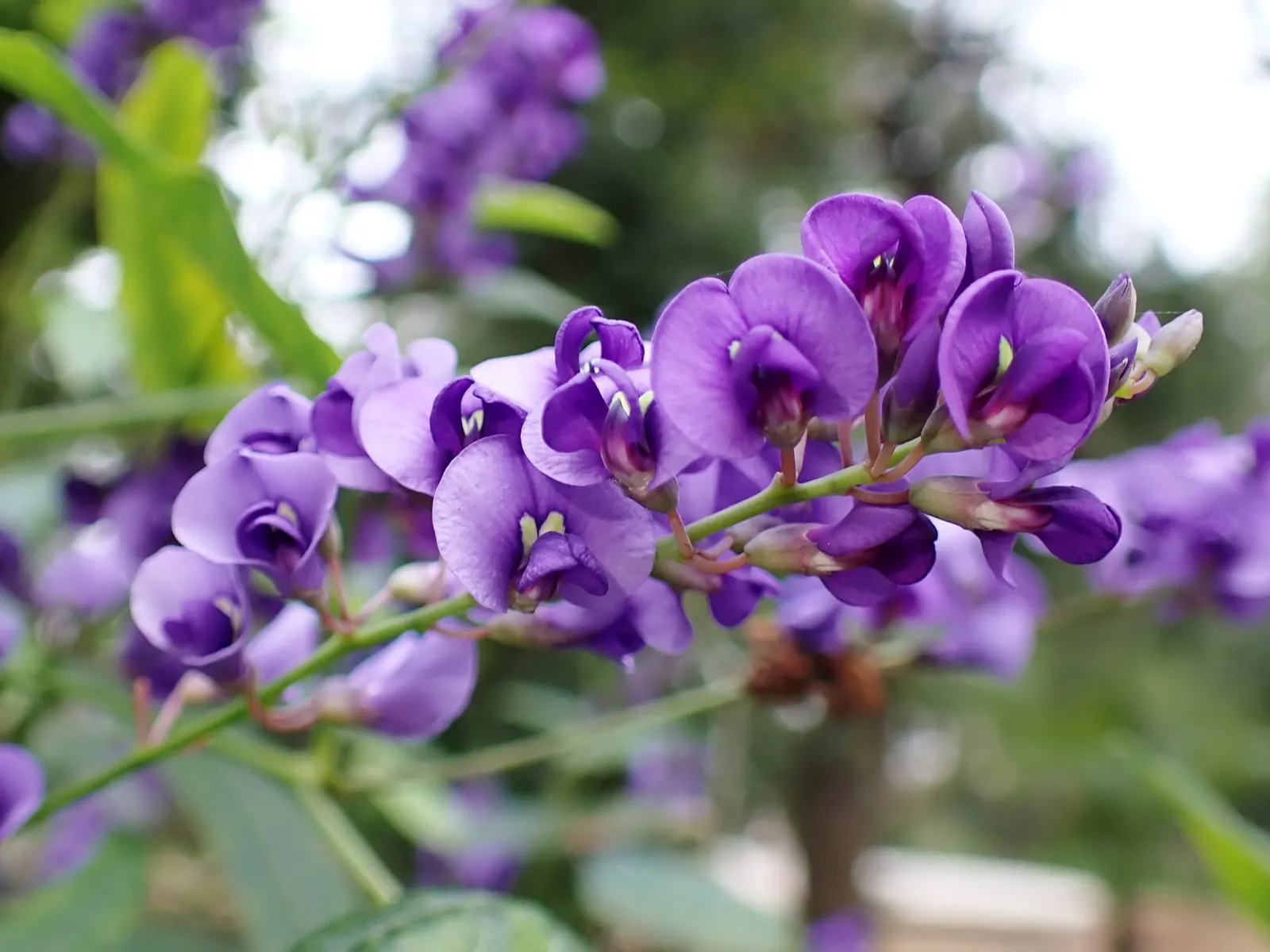 Purple Lilac Vine (Hardenbergia Violacea) — vine for full or half; pruning after flowering will maintain the desired shape and promote a healthy, image 90
