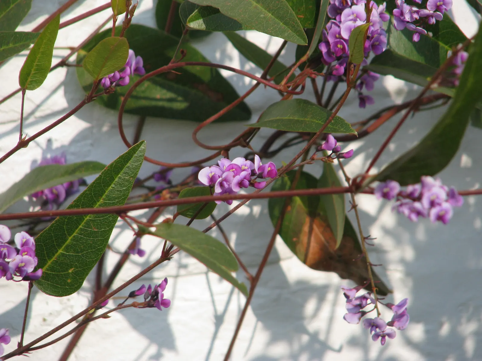 Purple Lilac Vine (Hardenbergia Violacea) — pea-like purple flowers which bloom in late winter to early spring; hardy in USDA zones 9-11, the plant, image 37