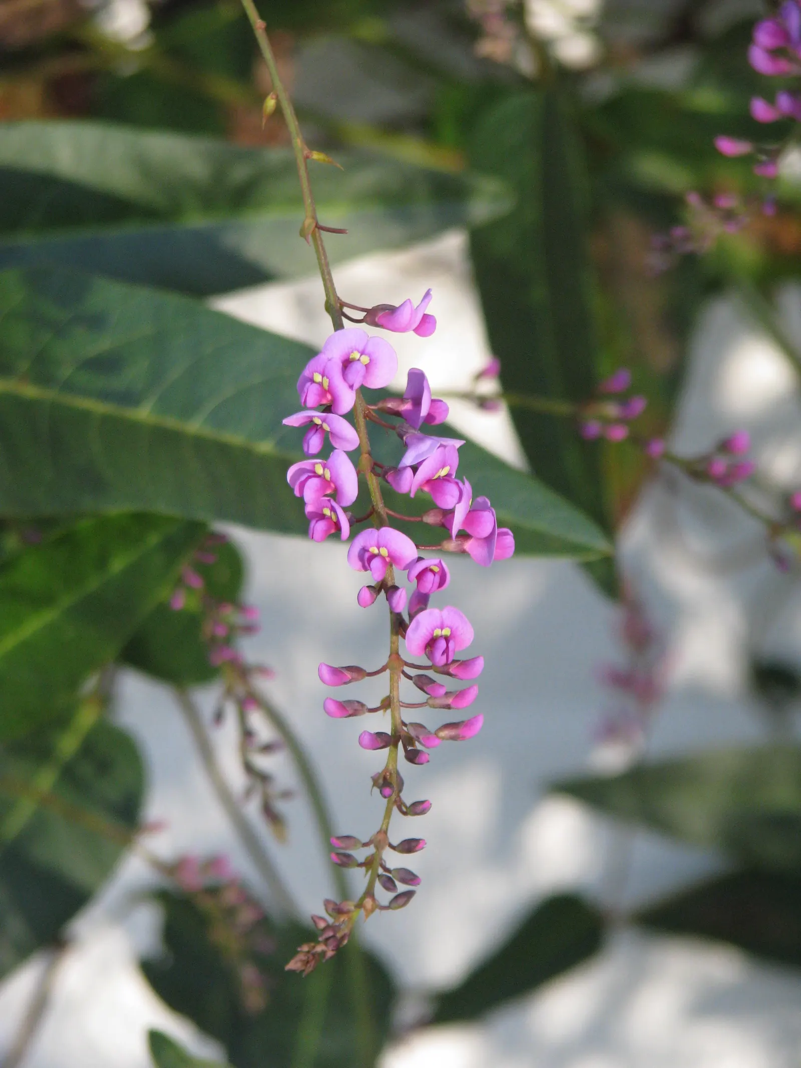 Purple Lilac Vine (Hardenbergia Violacea) — Originating from Australia; demanding minimal water beyond natural rainfall in temperate climates, image 41