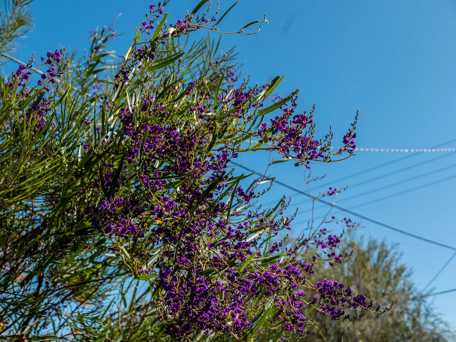Purple Lilac Vine (Hardenbergia Violacea) — The blossoms can span up to 0.5 inches across and are set against rich; or arbors and providing a vertical interest