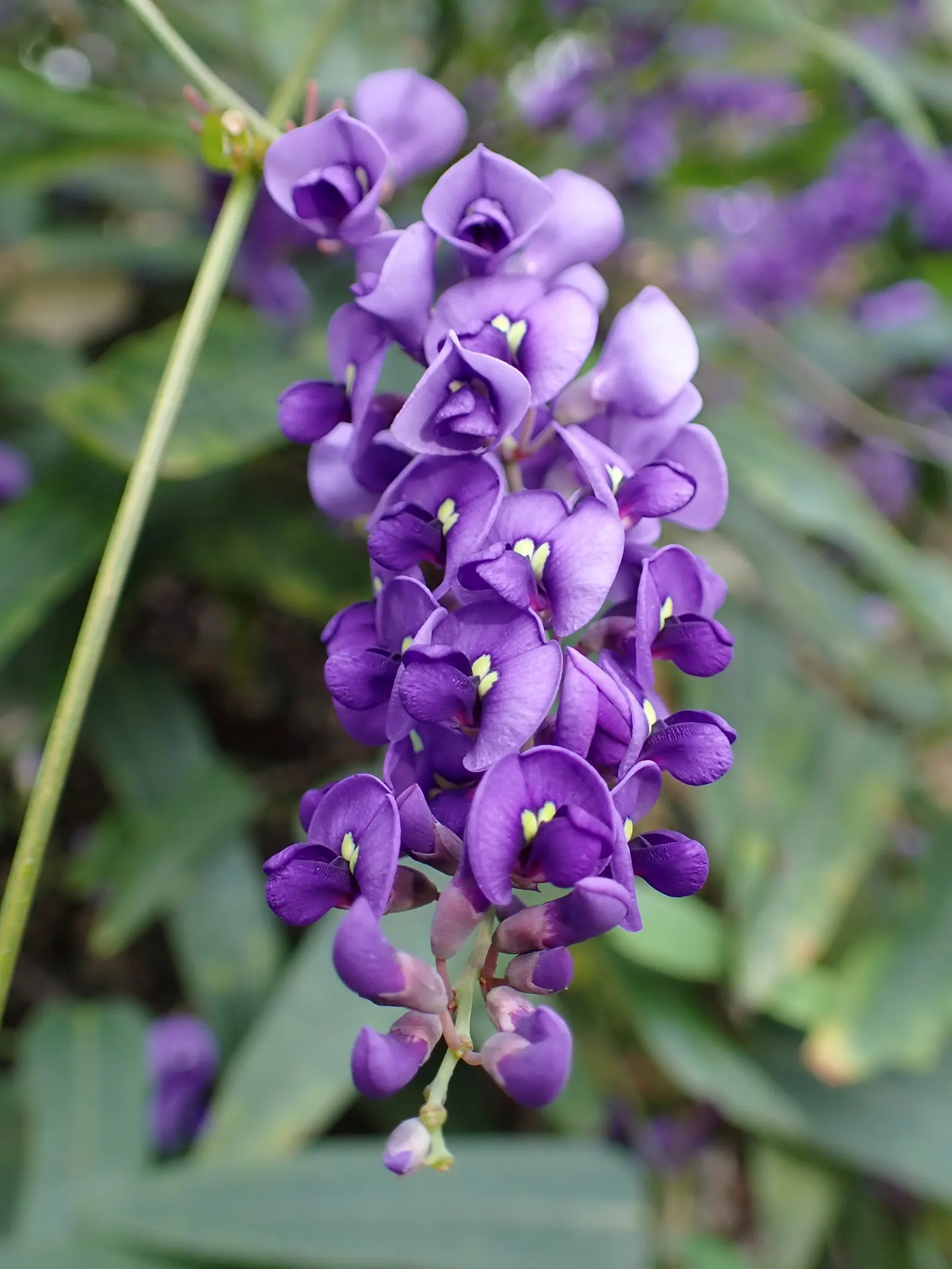 Purple Lilac Vine (Hardenbergia Violacea) — or arbors and providing a vertical interest in the garden.<br><br>For optimal growth