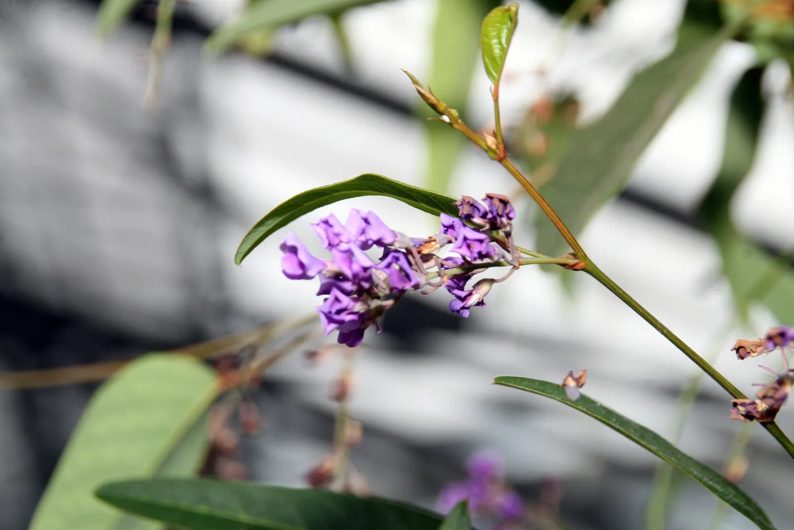 Purple Lilac Vine (Hardenbergia Violacea) — the Purple Lilac Vine thrives in well-drained soil and thrives in full sun to partial shade; it thrives, image 65