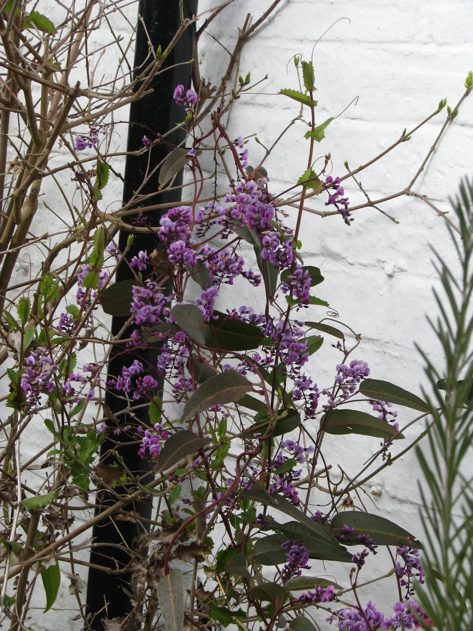 Purple Lilac Vine (Hardenbergia Violacea) — pea-like purple flowers which bloom in late winter to early spring; hardy in USDA zones 9-11, the plant, image 73