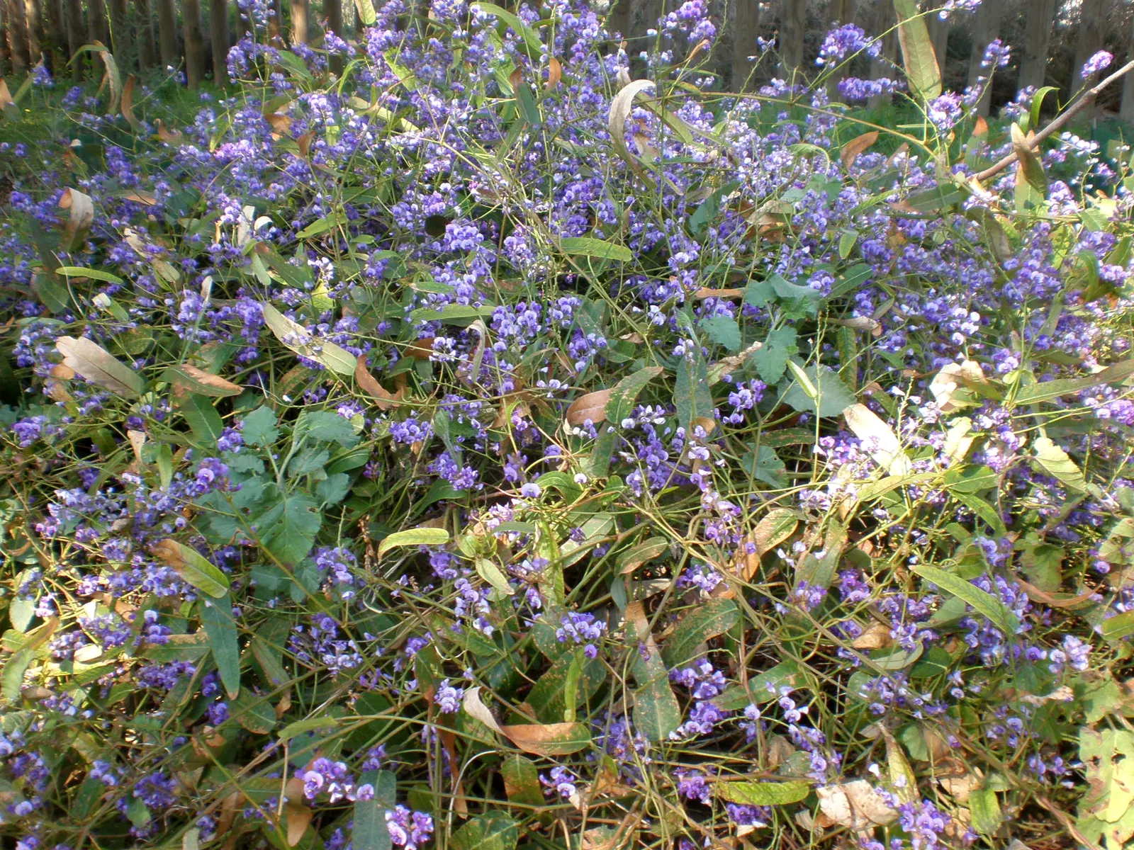 Purple Lilac Vine (Hardenbergia Violacea) — The blossoms can span up to 0.5 inches across and are set against rich