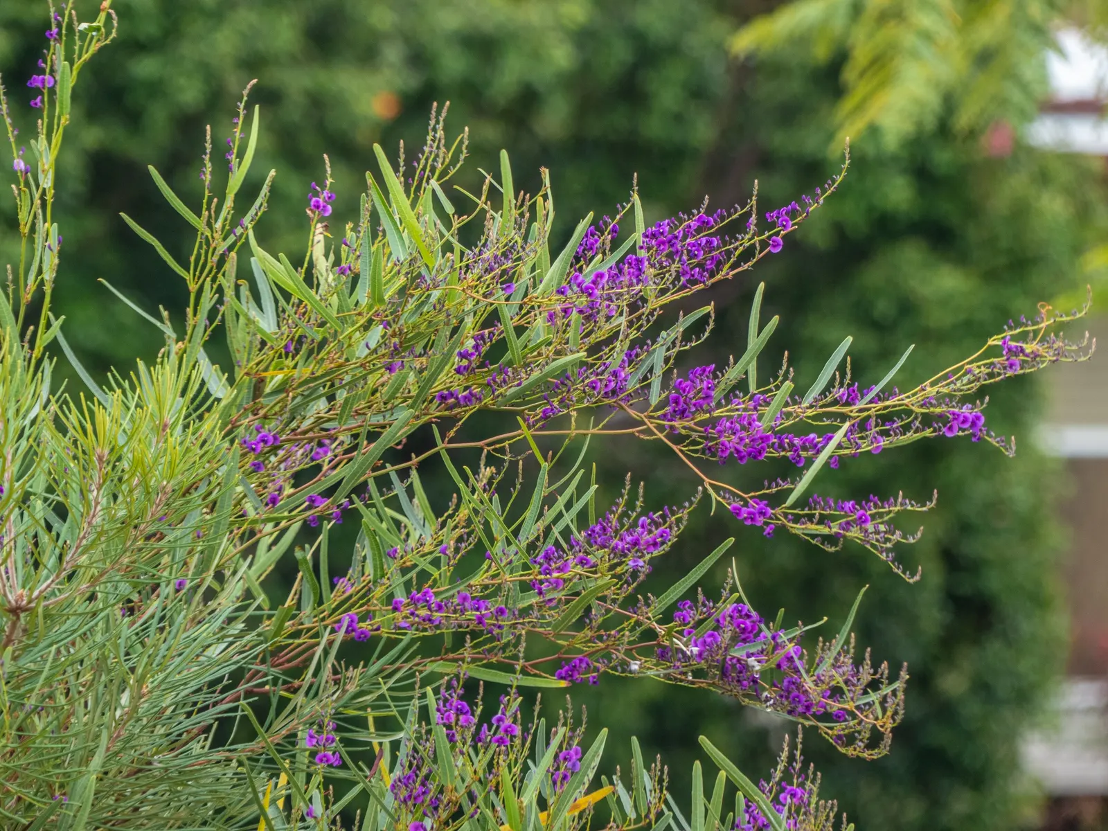 Purple Lilac Vine (Hardenbergia Violacea) — leathery green leaves that grow up to 4 inches in length; vine with purple blooms