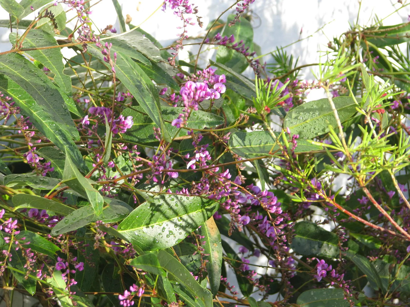 Purple Lilac Vine (Hardenbergia Violacea) — pea-like purple flowers which bloom in late winter to early spring; hardy in USDA zones 9-11, the plant requires