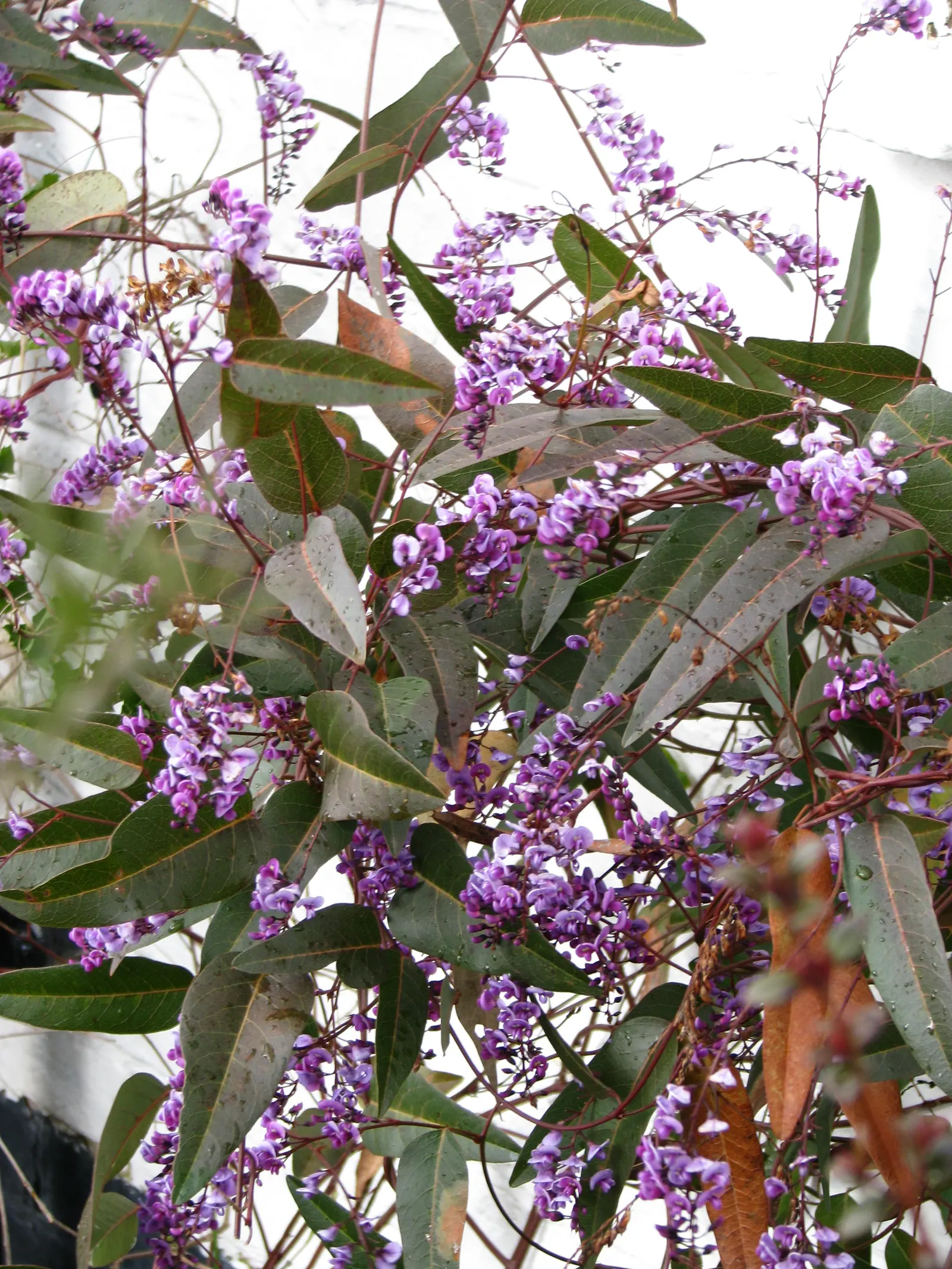 Purple Lilac Vine (Hardenbergia Violacea) — leathery green leaves that grow up to 4 inches in length; vine with purple blooms, image 80