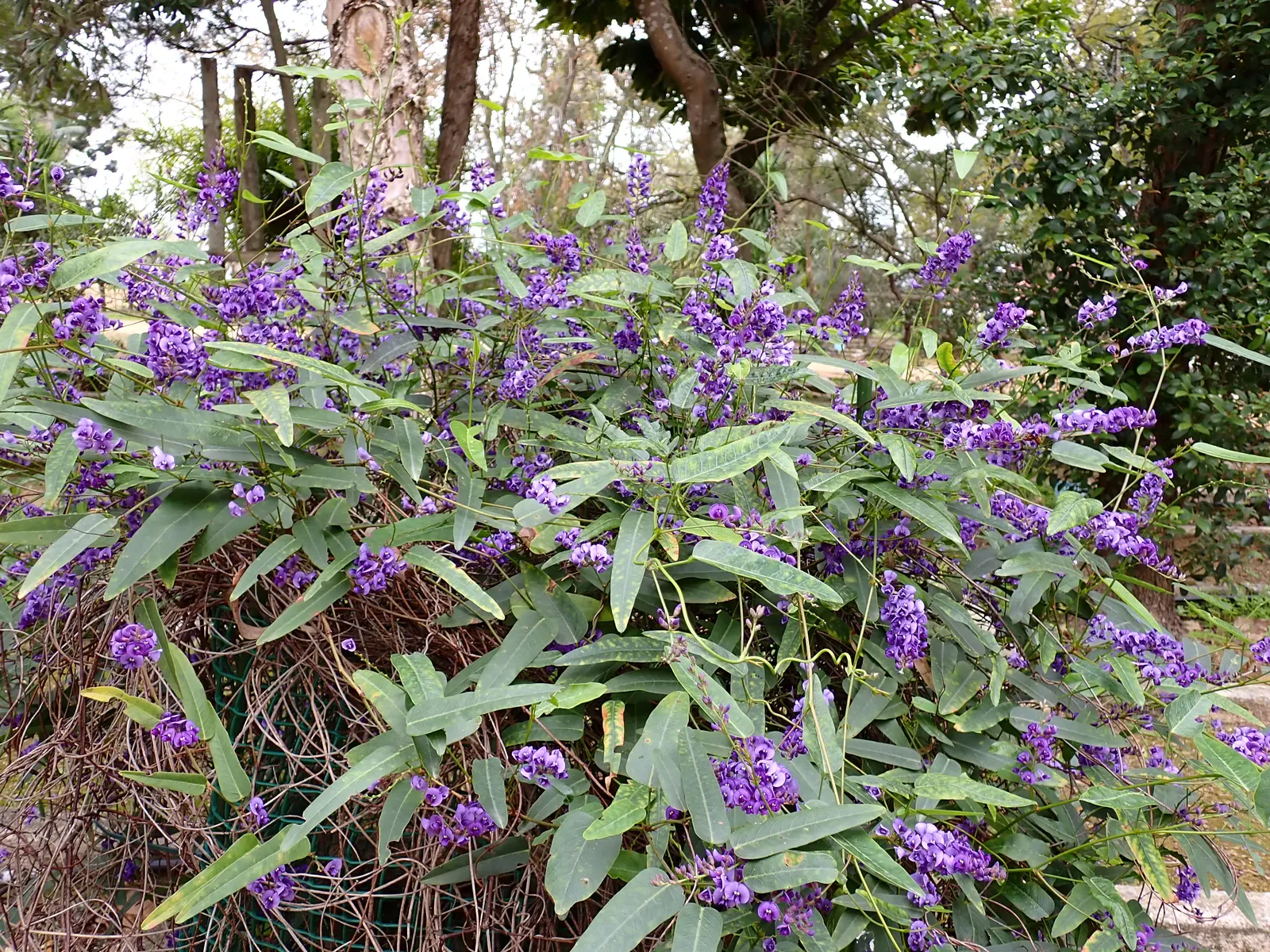 Purple Lilac Vine (Hardenbergia Violacea) — demanding minimal water beyond natural rainfall in temperate climates; originating from Australia, image 86