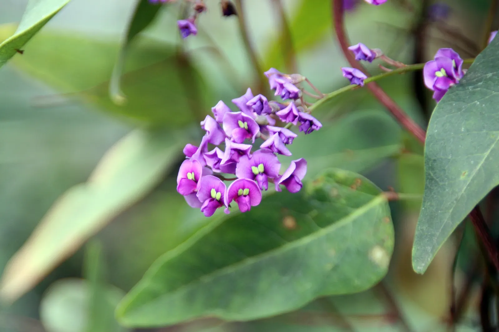 Purple Lilac Vine (Hardenbergia Violacea) — or arbors and providing a vertical interest in the garden.<br><br>For optimal growth; it possesses a, image 82