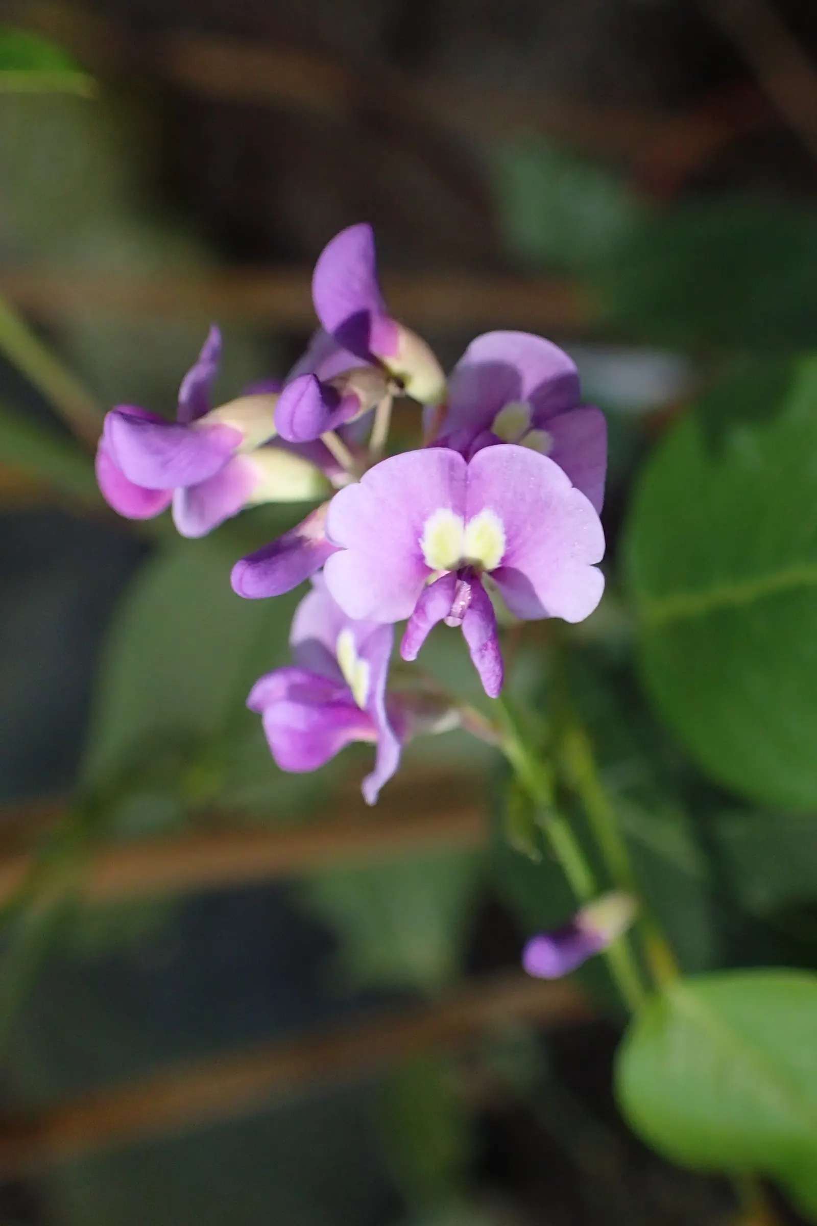 Purple Lilac Vine (Hardenbergia Violacea) — It possesses a moderate growth rate and is drought-tolerant once established; purple flowers in the, image 67