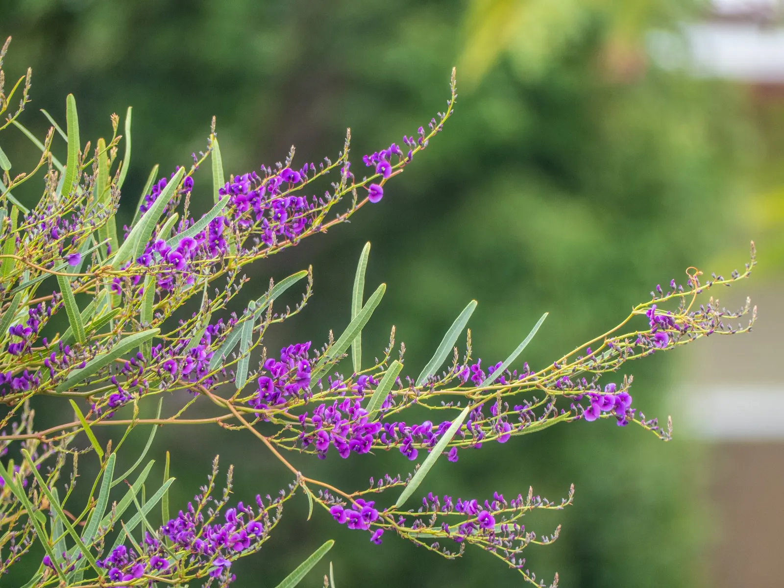 Purple Lilac Vine (Hardenbergia Violacea) — It possesses a moderate growth rate and is drought-tolerant once established