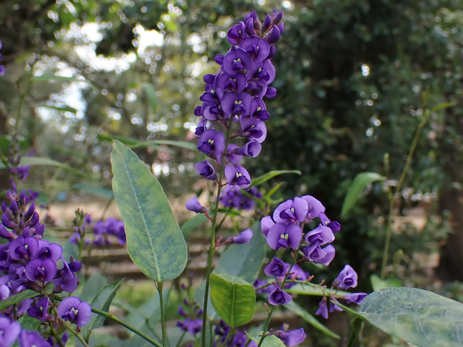 Purple Lilac Vine (Hardenbergia Violacea) — It thrives in full sun to partial shade, reaching heights of up to 15-20 feet with support; the Purple, image 74