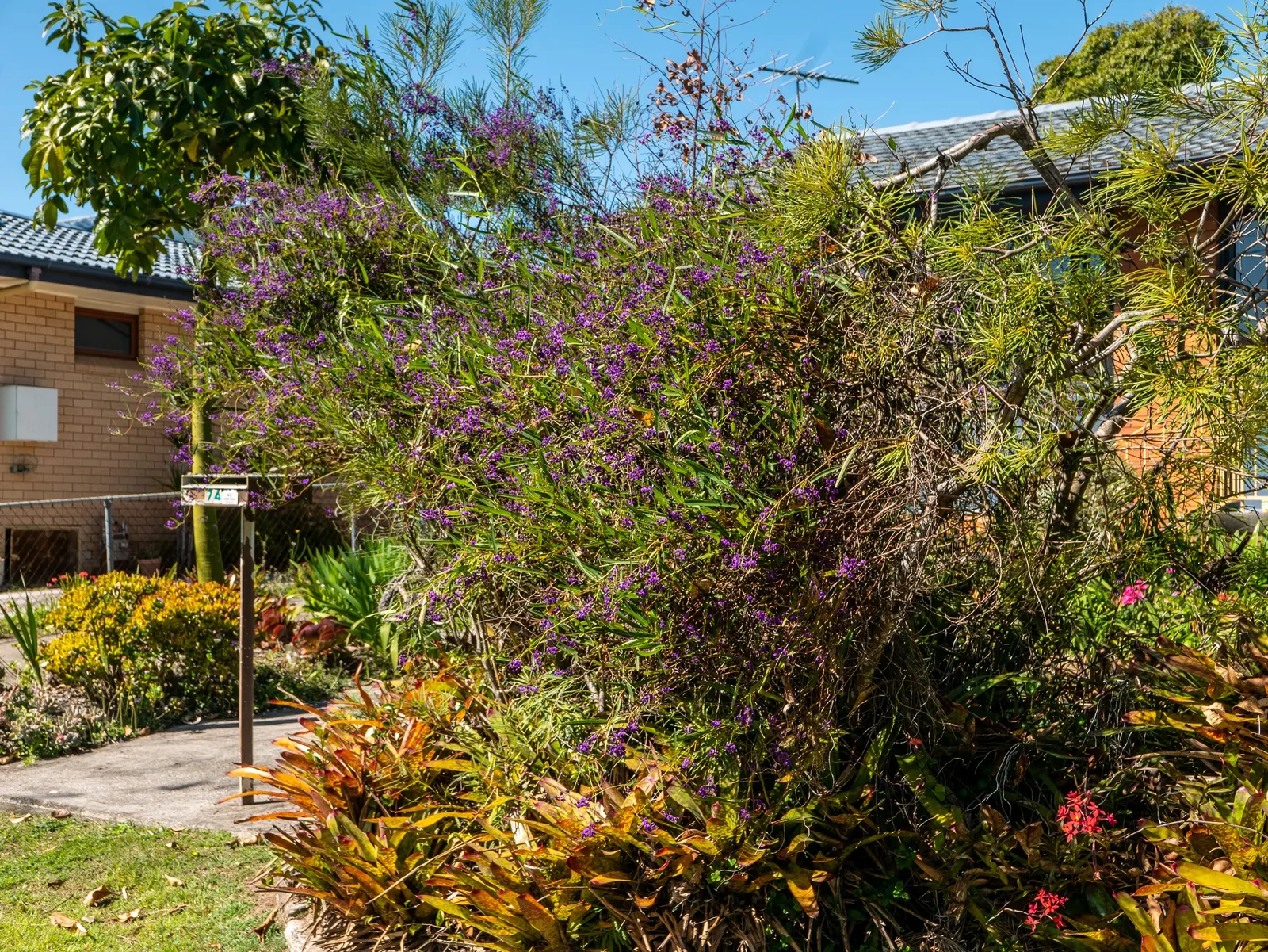 Purple Lilac Vine (Hardenbergia Violacea) — demanding minimal water beyond natural rainfall in temperate climates; originating from Australia, image 68