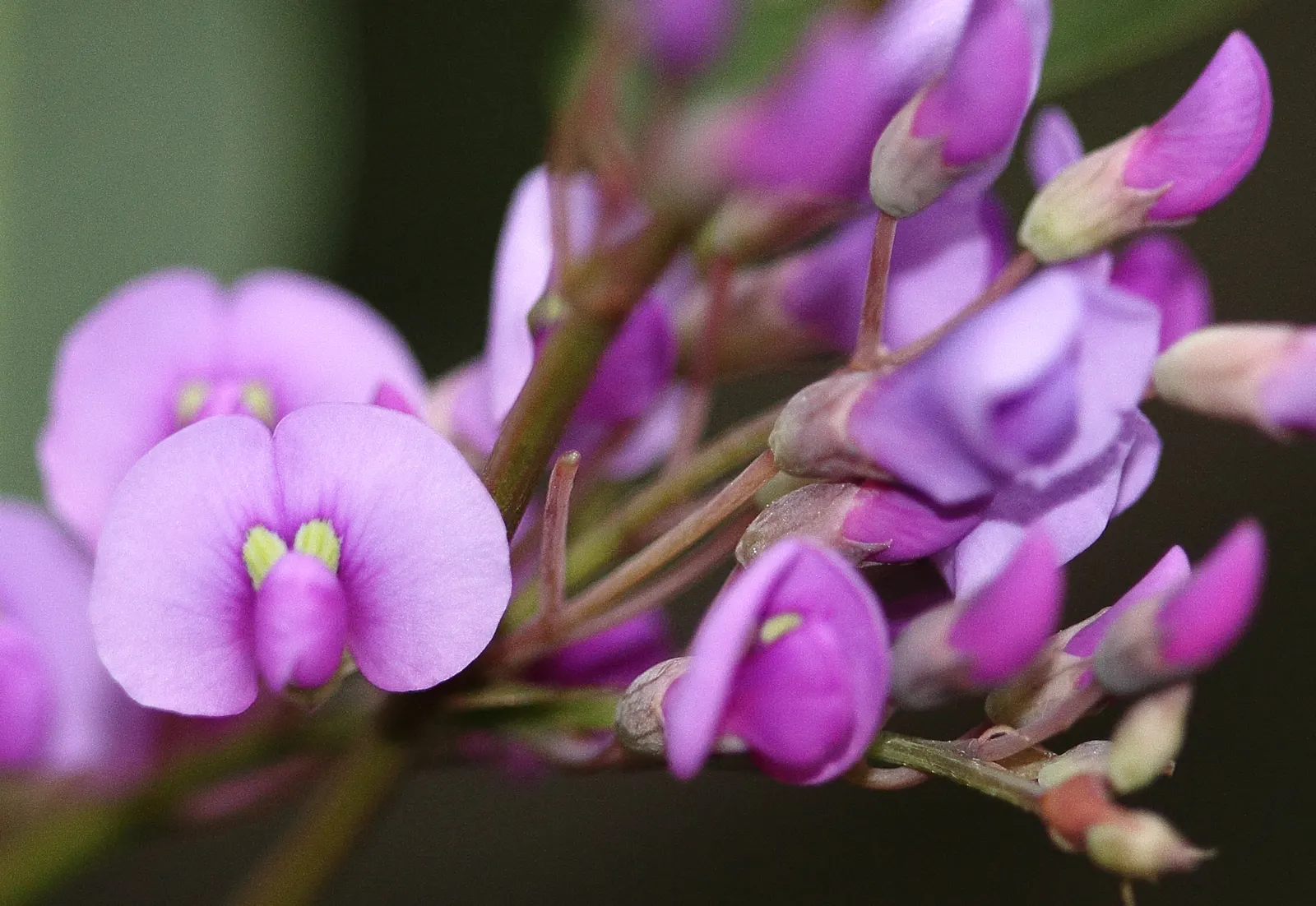 Purple Lilac Vine (Hardenbergia Violacea) — Ideal for trellises and fences, it offers quick coverage and attracts pollinators; vine for full or half, image 93