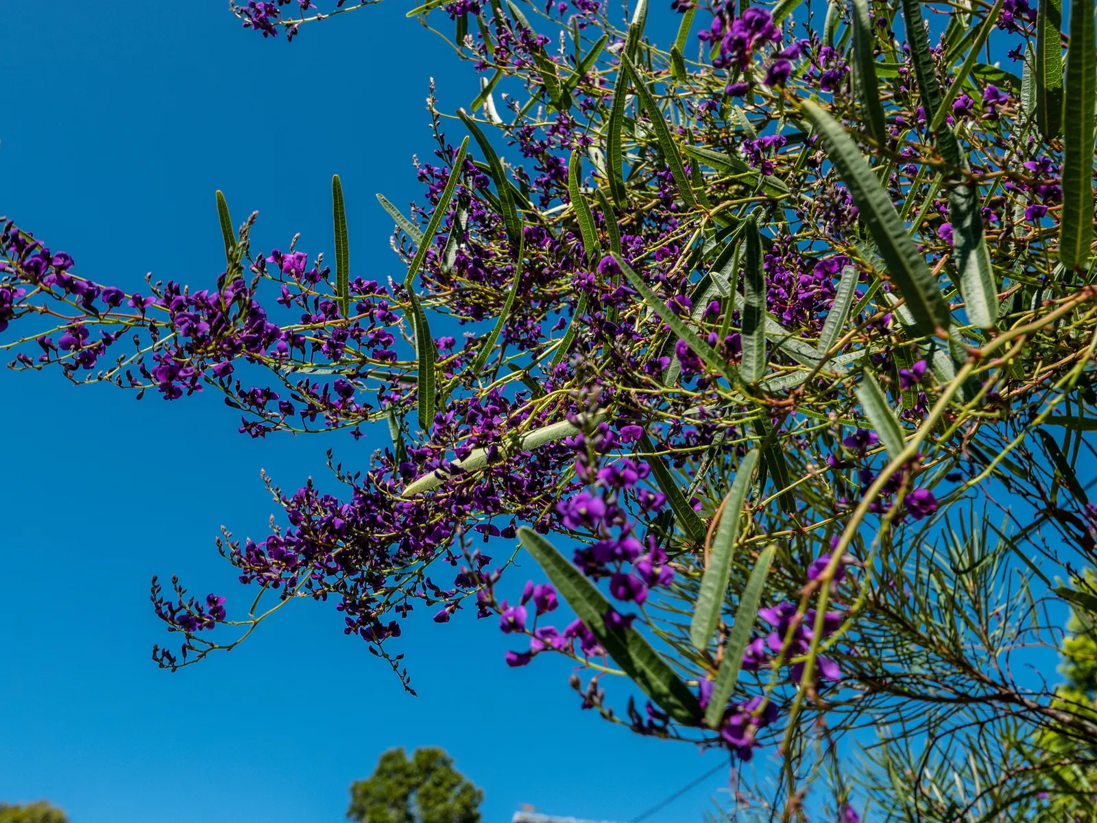 Purple Lilac Vine (Hardenbergia Violacea) — It possesses a moderate growth rate and is drought-tolerant once established; purple flowers in the, image 85