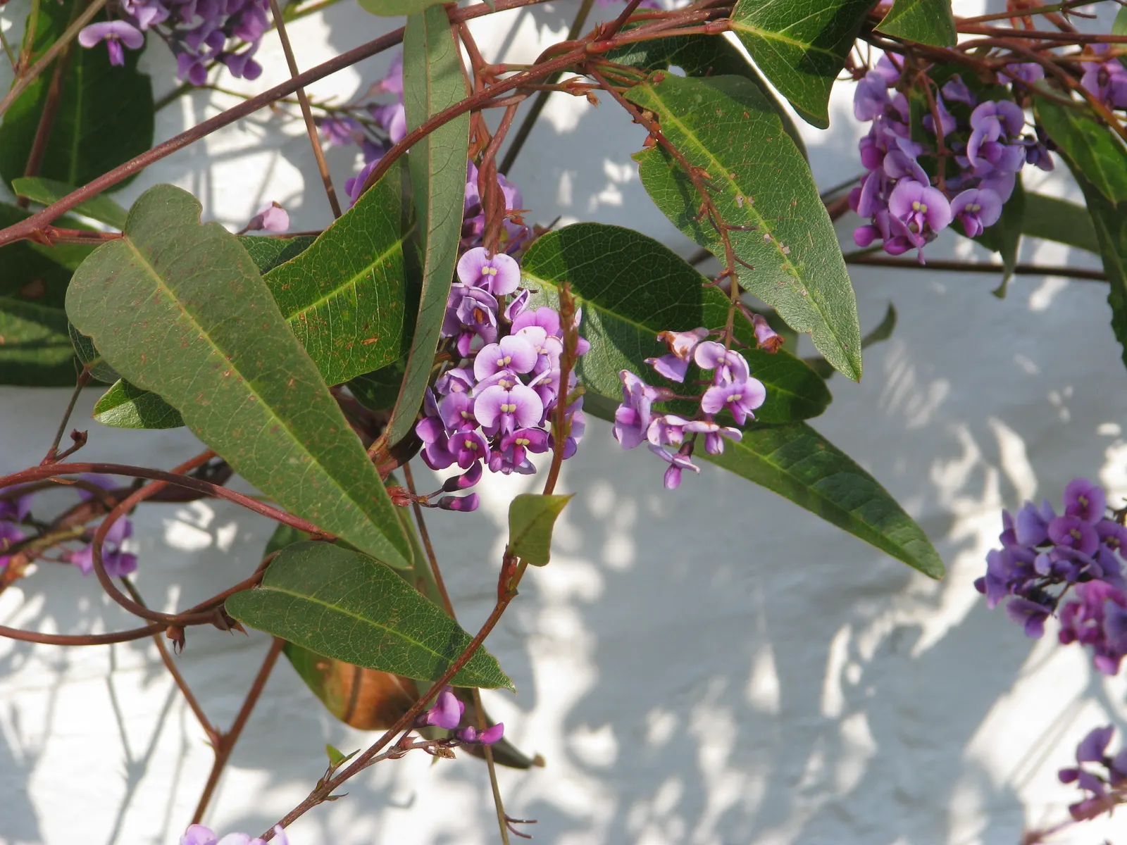 Purple Lilac Vine (Hardenbergia Violacea) — purple flowers in the garden