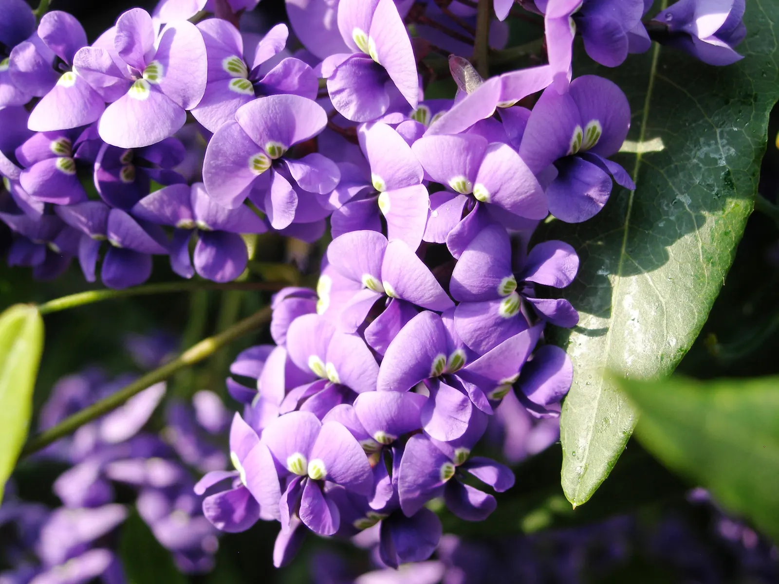 Purple Lilac Vine (Hardenbergia Violacea) — Hardy in USDA zones 9-11, the plant requires moderate watering and well-draining soil