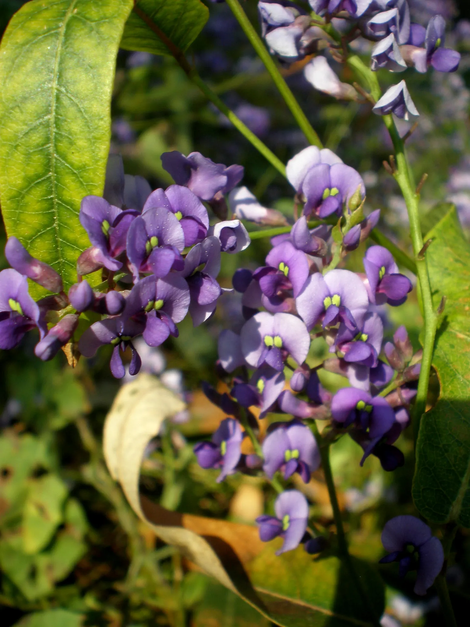 Purple Lilac Vine (Hardenbergia Violacea) — pea-like purple flowers which bloom in late winter to early spring; hardy in USDA zones 9-11, the plant, image 55