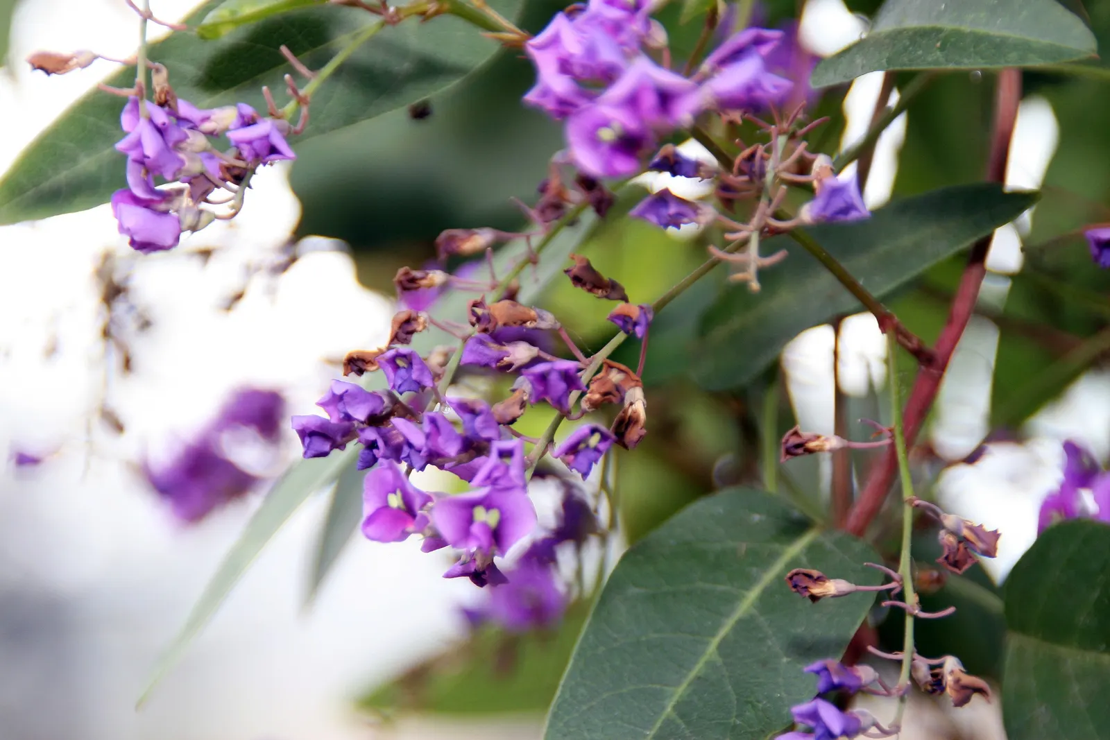 Purple Lilac Vine (Hardenbergia Violacea) — vine with purple blooms; leathery green leaves that grow up to 4 inches in length, image 53