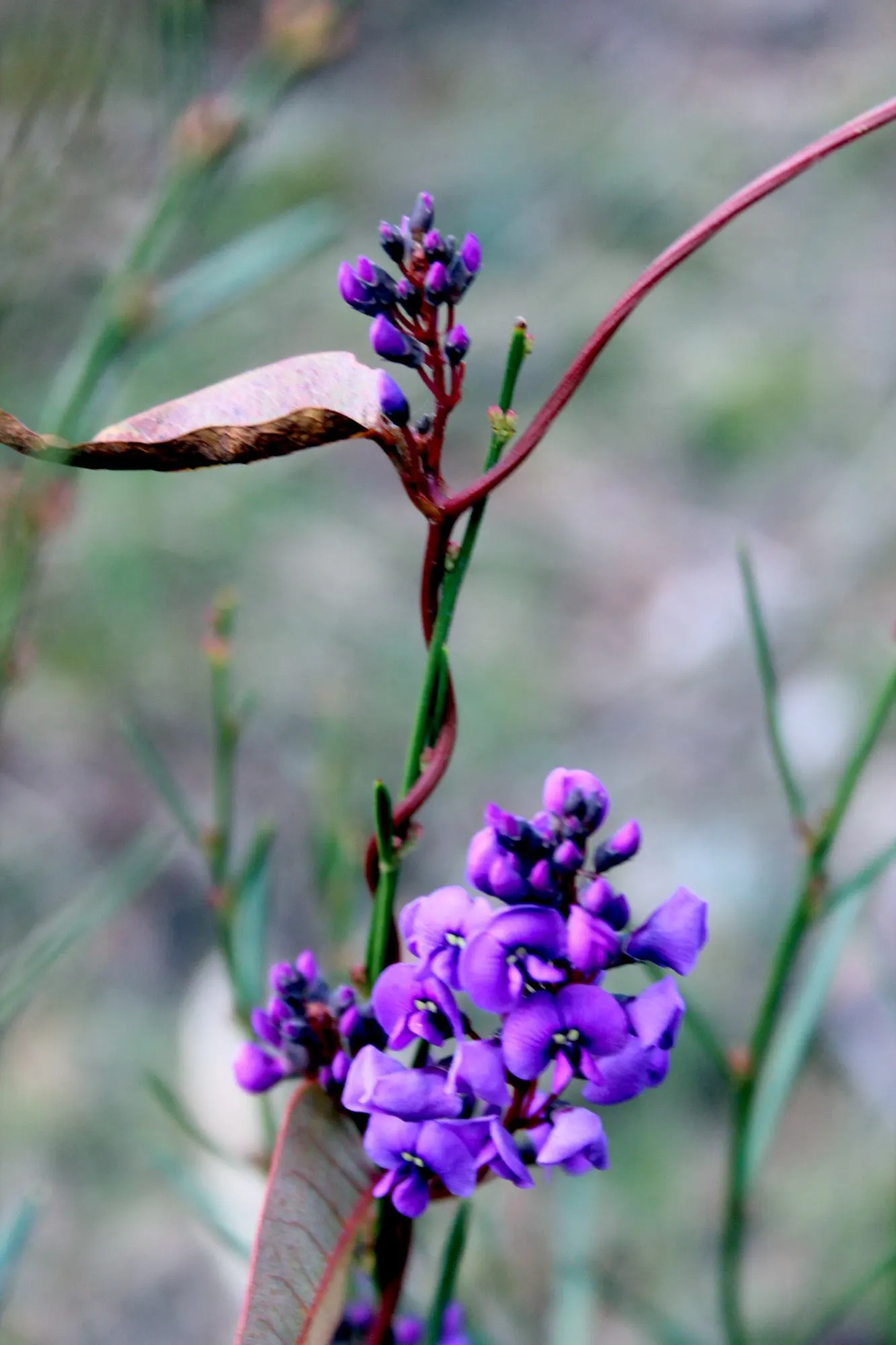 Purple Lilac Vine (Hardenbergia Violacea) — It possesses a moderate growth rate and is drought-tolerant once established; purple flowers in the, image 49