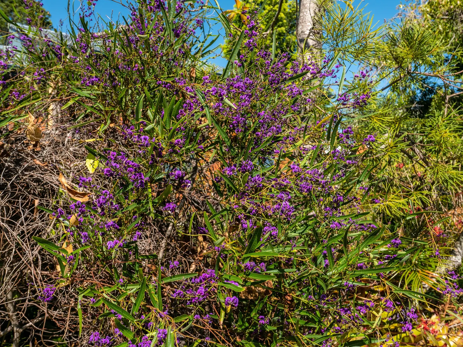 Purple Lilac Vine (Hardenbergia Violacea) — It thrives in full sun to partial shade, reaching heights of up to 15-20 feet with support; the Purple, image 38