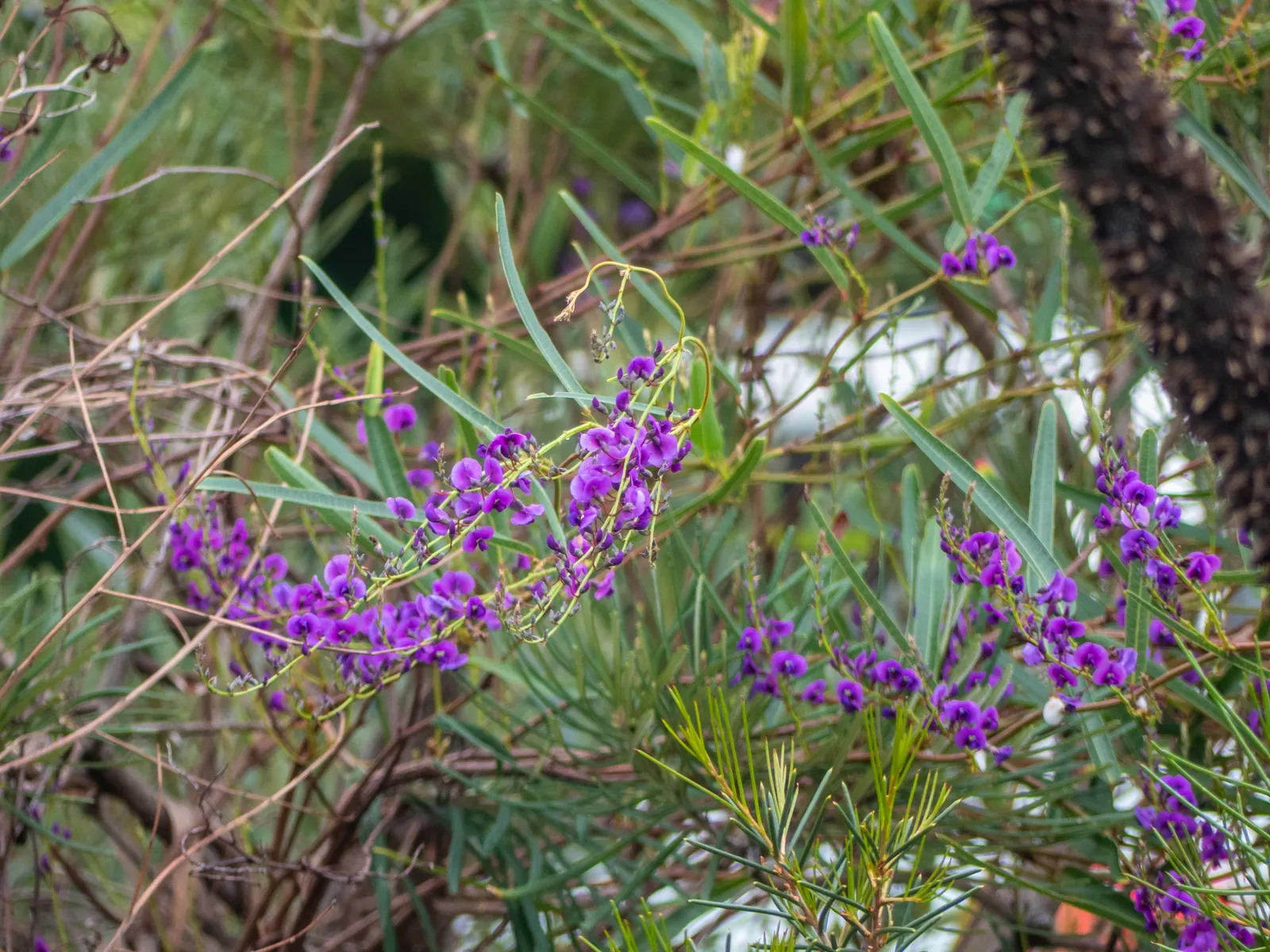 Purple Lilac Vine (Hardenbergia Violacea) — making it ideal for covering trellises