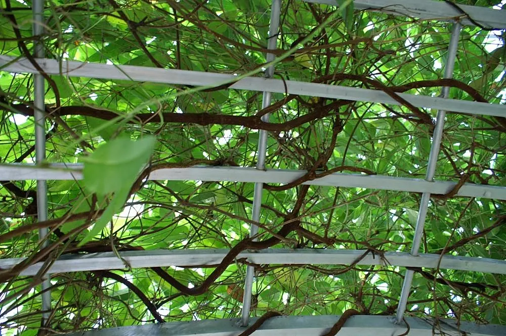 Purple Lilac Vine (Hardenbergia Violacea) — or arbors and providing a vertical interest in the garden.<br><br>For optimal growth; it possesses a, image 46