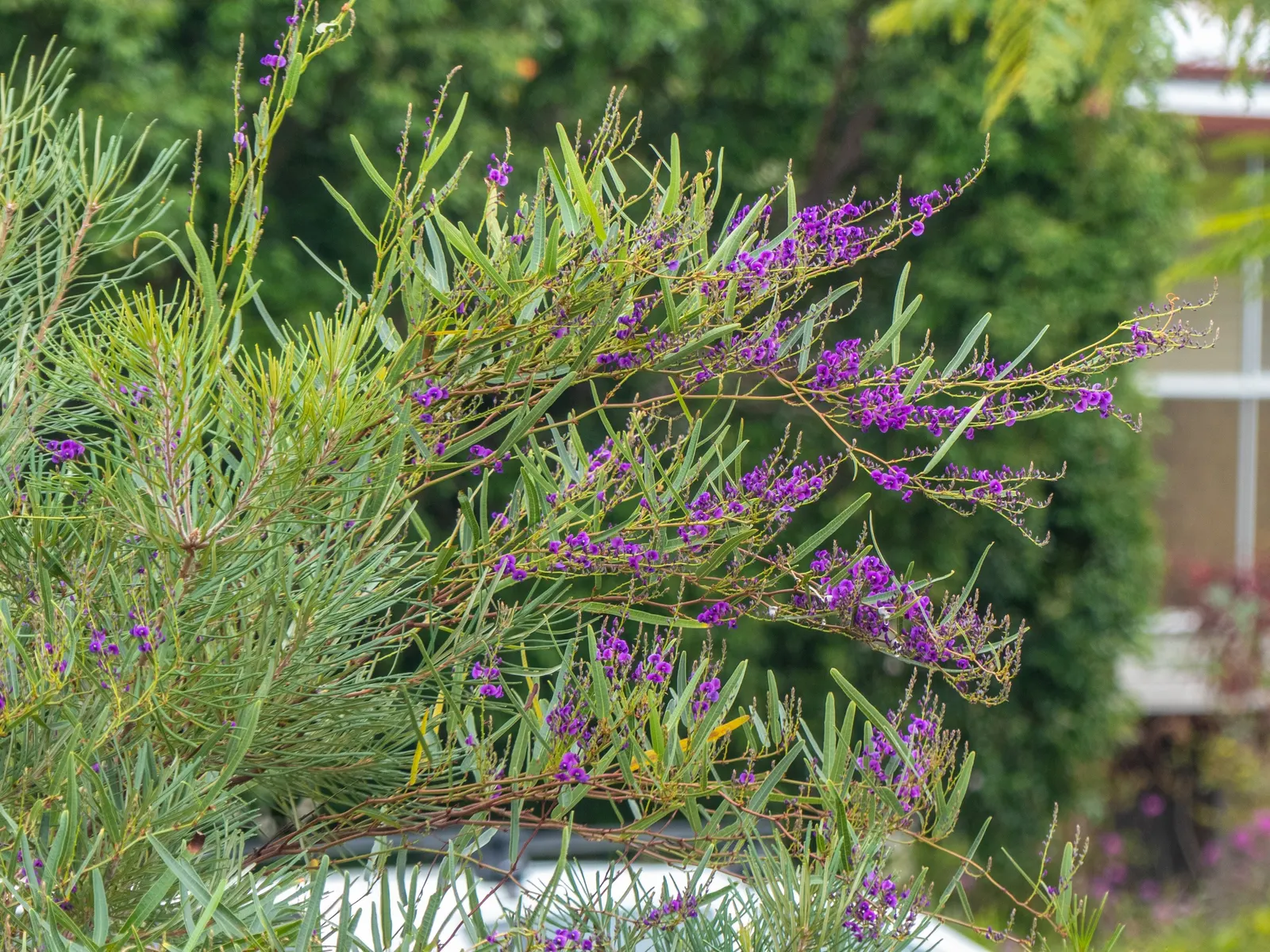 Purple Lilac Vine (Hardenbergia Violacea) — which typically flourish from winter to early spring