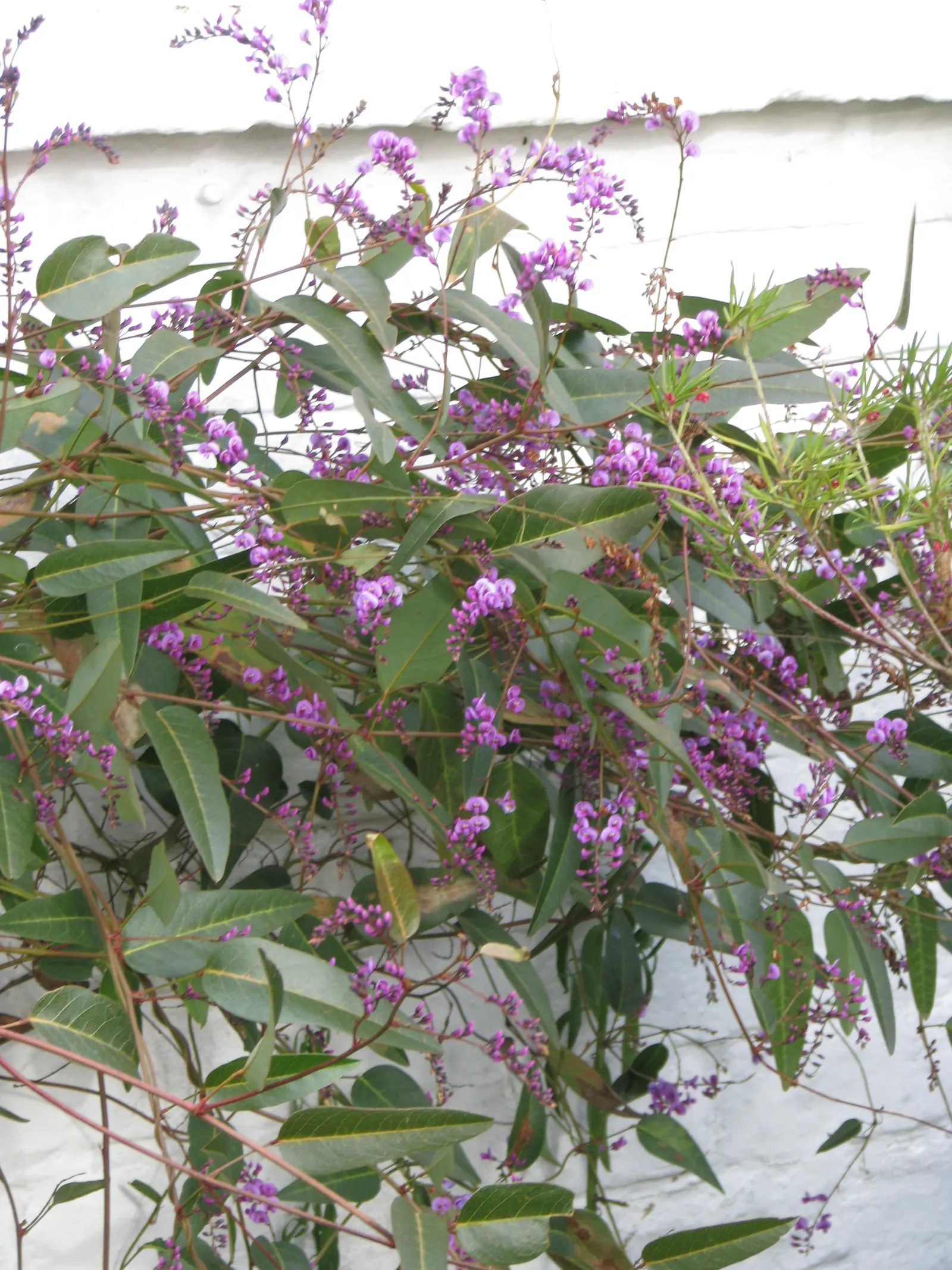 Purple Lilac Vine (Hardenbergia Violacea) — Hardy in USDA zones 9-11, the plant requires moderate watering and well-draining soil; the blossoms can, image 94