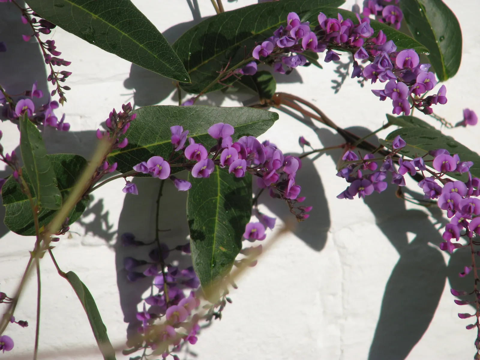 Purple Lilac Vine (Hardenbergia Violacea) — Originating from Australia; demanding minimal water beyond natural rainfall in temperate climates, image 59
