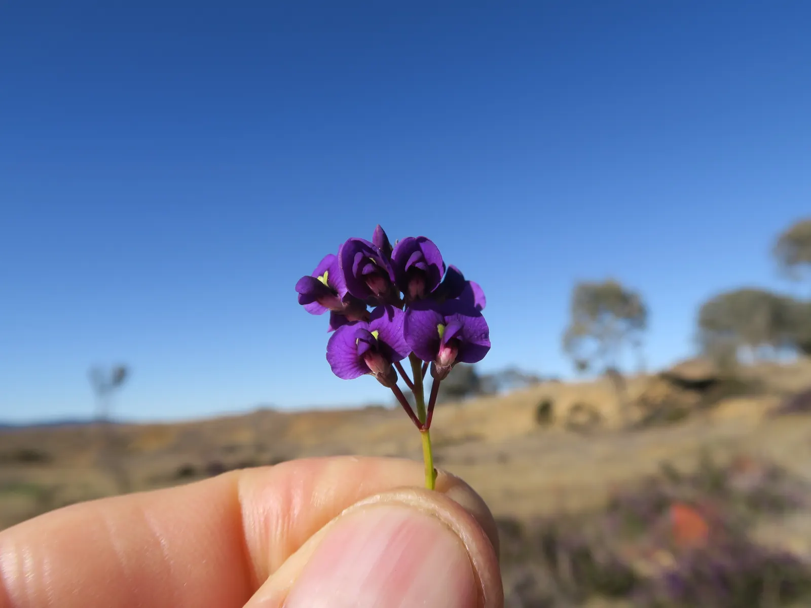 Purple Lilac Vine (Hardenbergia Violacea) — purple flowers in the garden; pea-like purple flowers which bloom in late winter to early spring, image 70