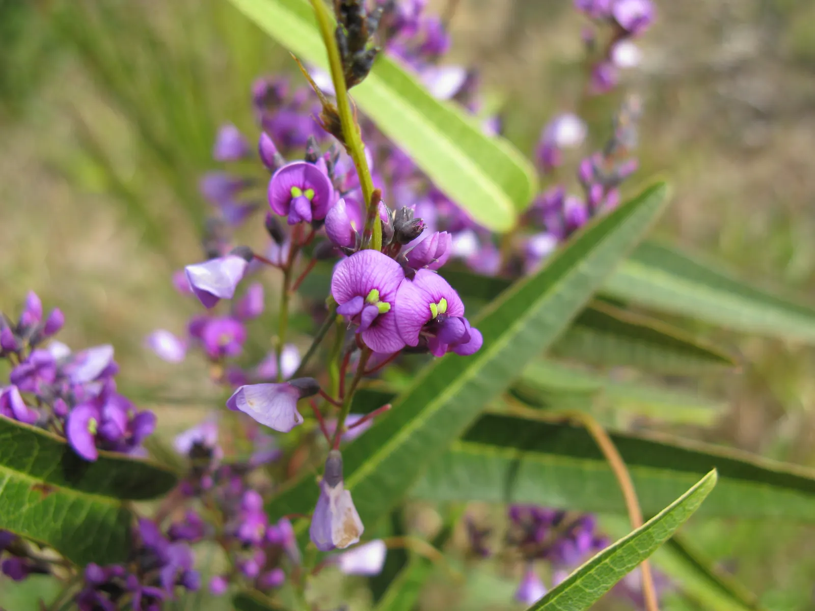 Purple Lilac Vine (Hardenbergia Violacea) — Pruning after flowering will maintain the desired shape and promote a healthy; favoring exposure to at least 6