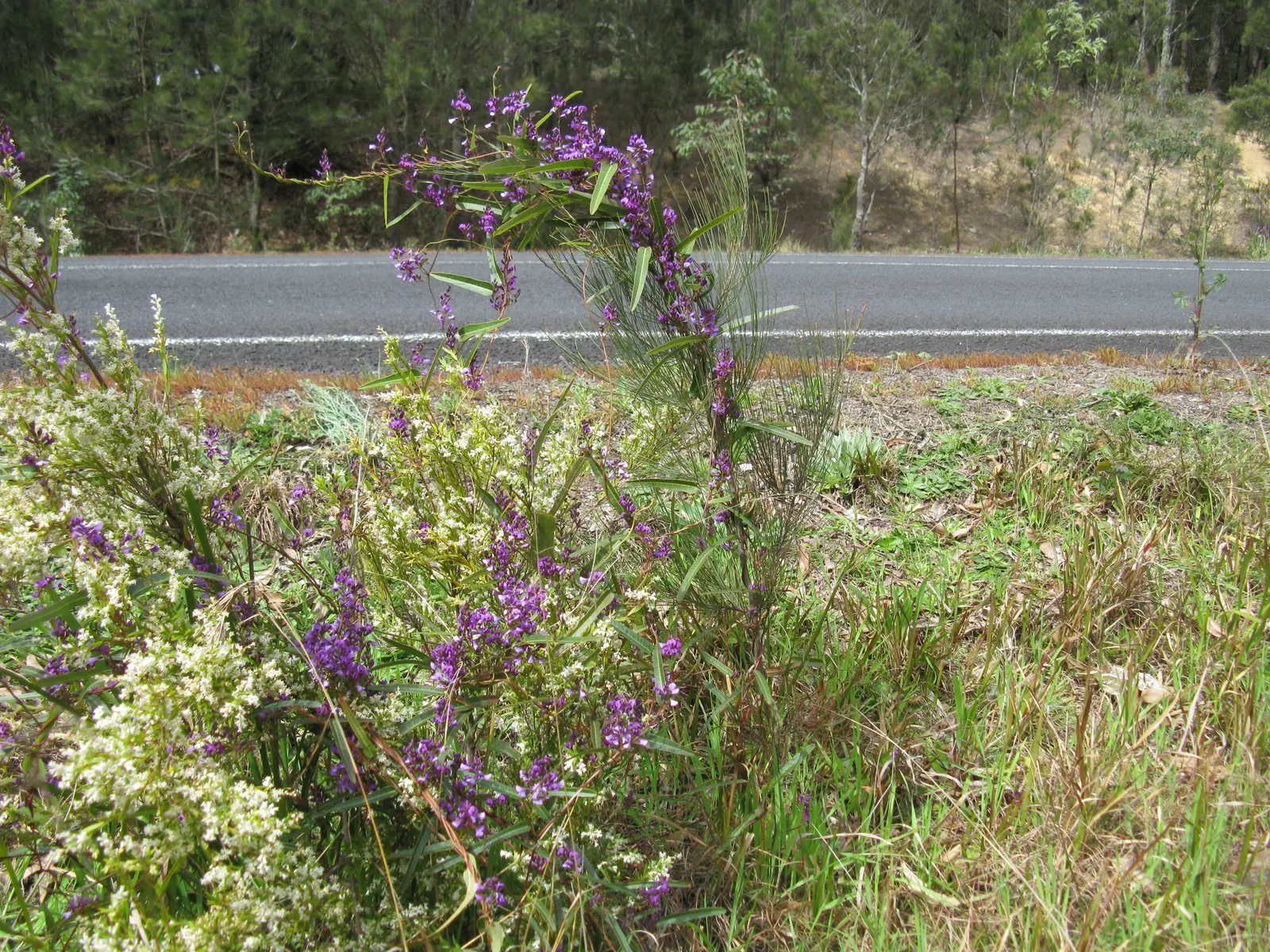 Purple Lilac Vine (Hardenbergia Violacea) — Originating from Australia; demanding minimal water beyond natural rainfall in temperate climates, image 95