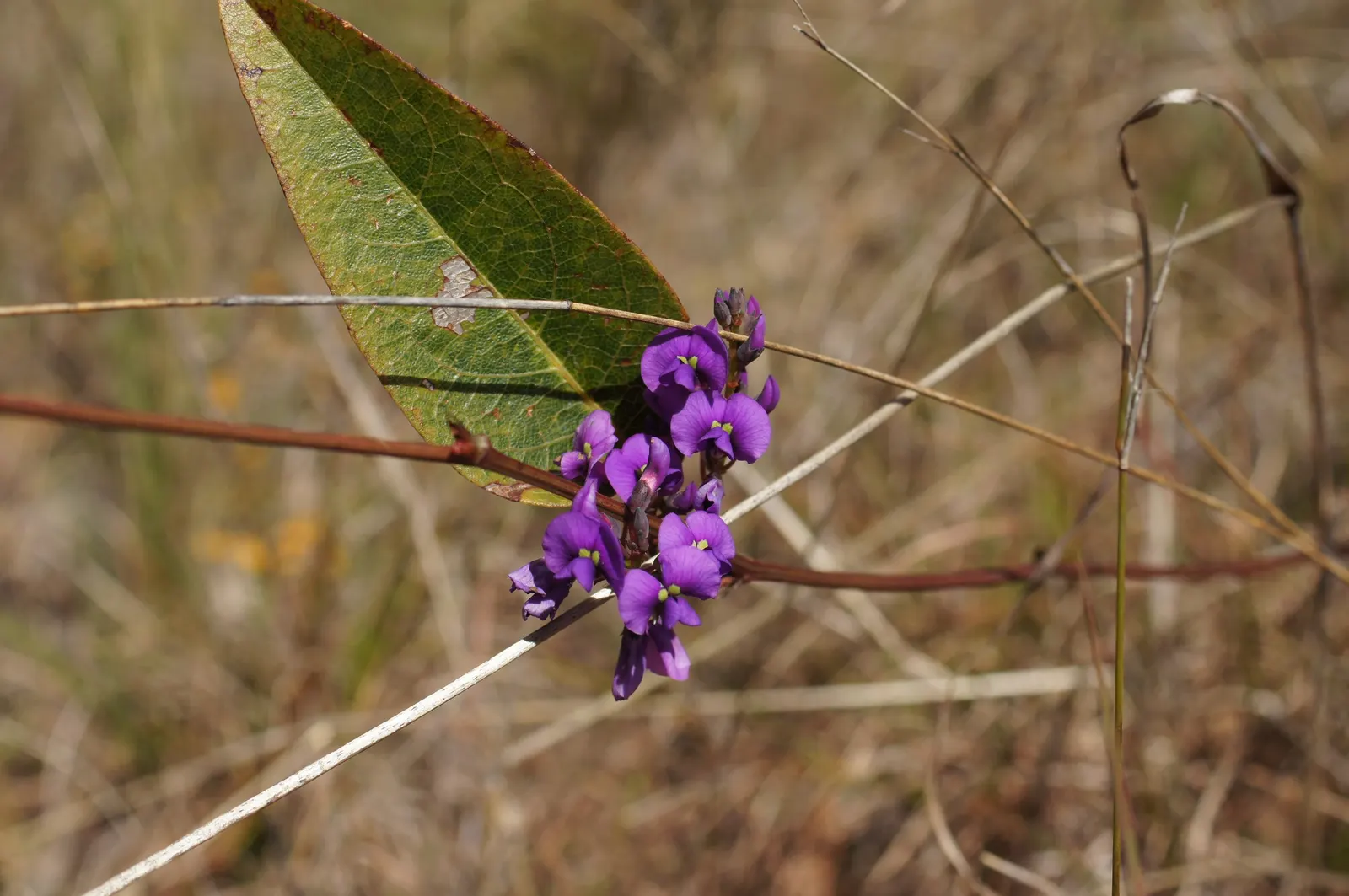 Purple Lilac Vine (Hardenbergia Violacea) — Originating from Australia; demanding minimal water beyond natural rainfall in temperate climates