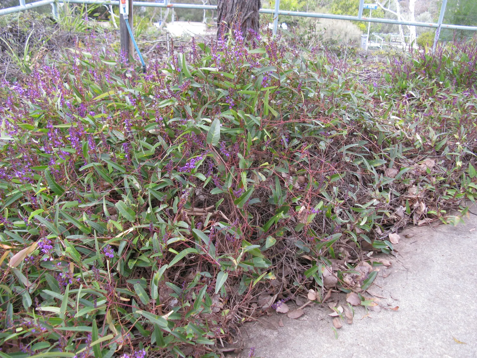 Purple Lilac Vine (Hardenbergia Violacea) — the Purple Lilac Vine thrives in well-drained soil and thrives in full sun to partial shade; it thrives, image 83