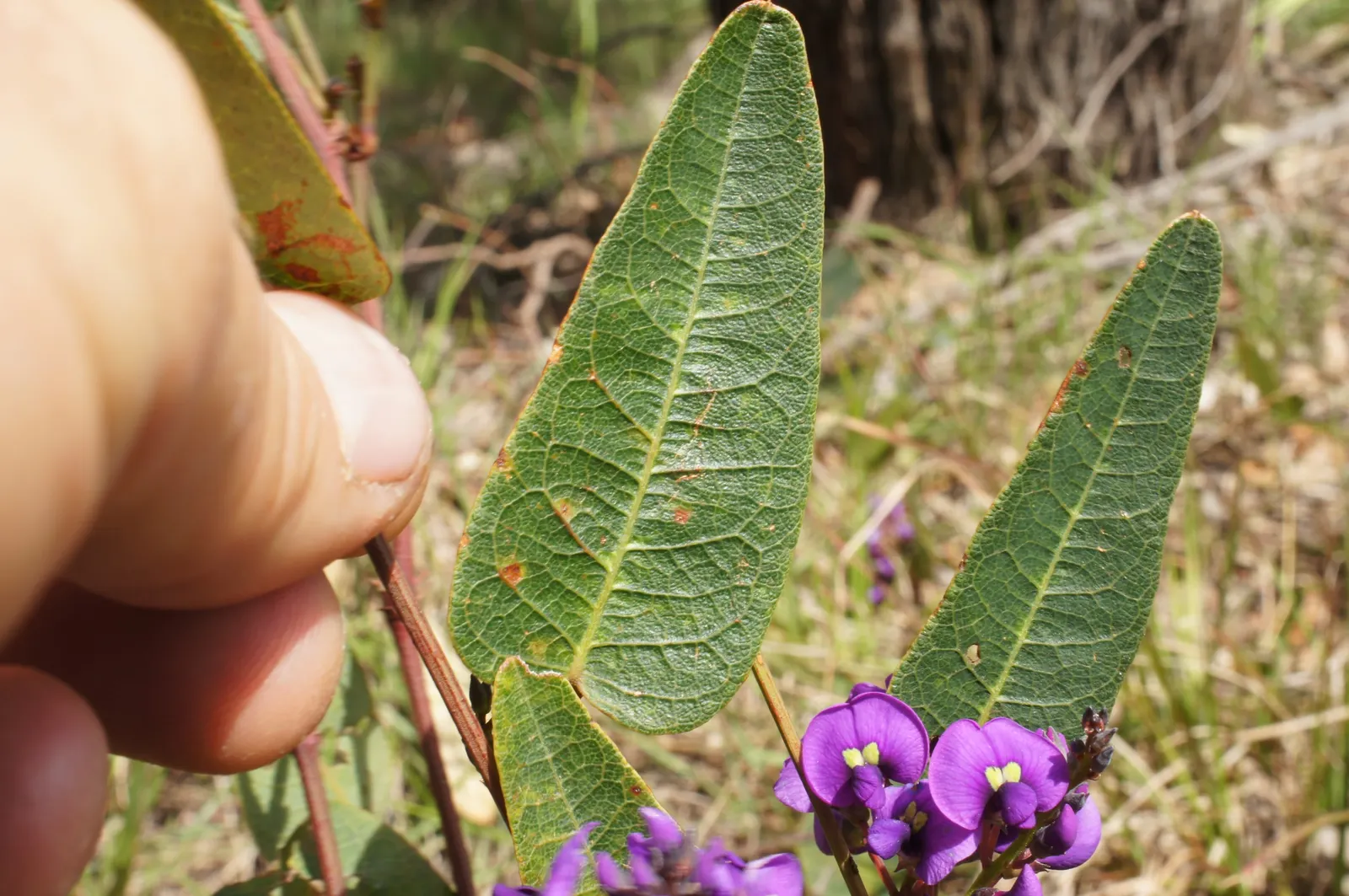 Purple Lilac Vine (Hardenbergia Violacea) — vine with purple blooms
