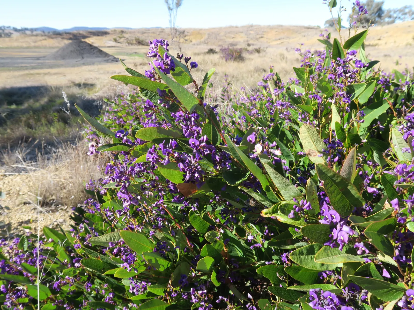 Purple Lilac Vine (Hardenbergia Violacea) — It thrives in full sun to partial shade, reaching heights of up to 15-20 feet with support; the Purple, image 92
