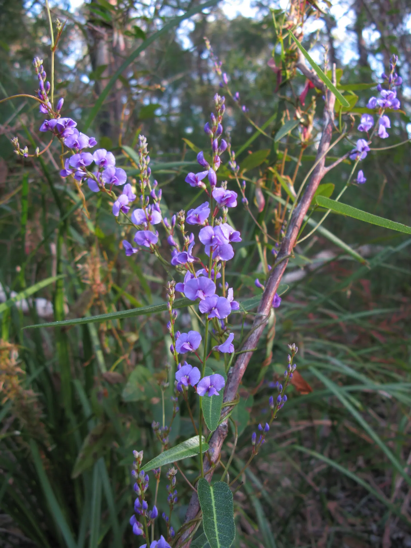 Purple Lilac Vine (Hardenbergia Violacea) — The blossoms can span up to 0.5 inches across and are set against rich; or arbors and providing a, image 79