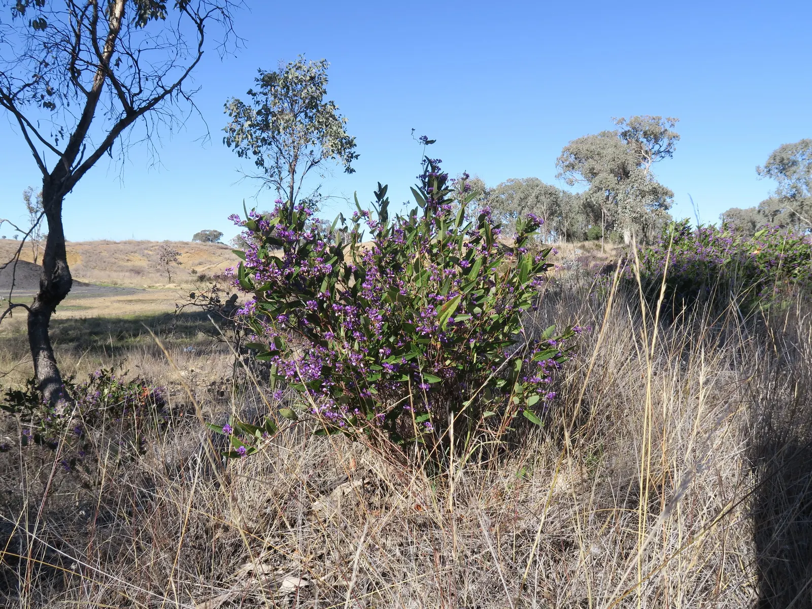 Purple Lilac Vine (Hardenbergia Violacea) — leathery green leaves that grow up to 4 inches in length; vine with purple blooms, image 62