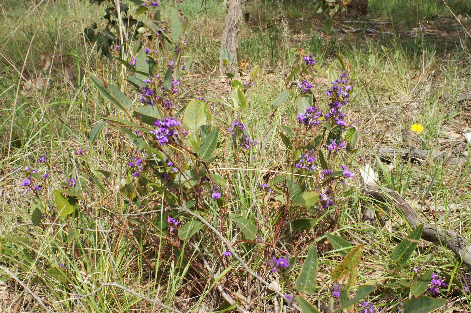 Purple Lilac Vine (Hardenbergia Violacea) — Hardy in USDA zones 9-11, the plant requires moderate watering and well-draining soil; the blossoms can span up to