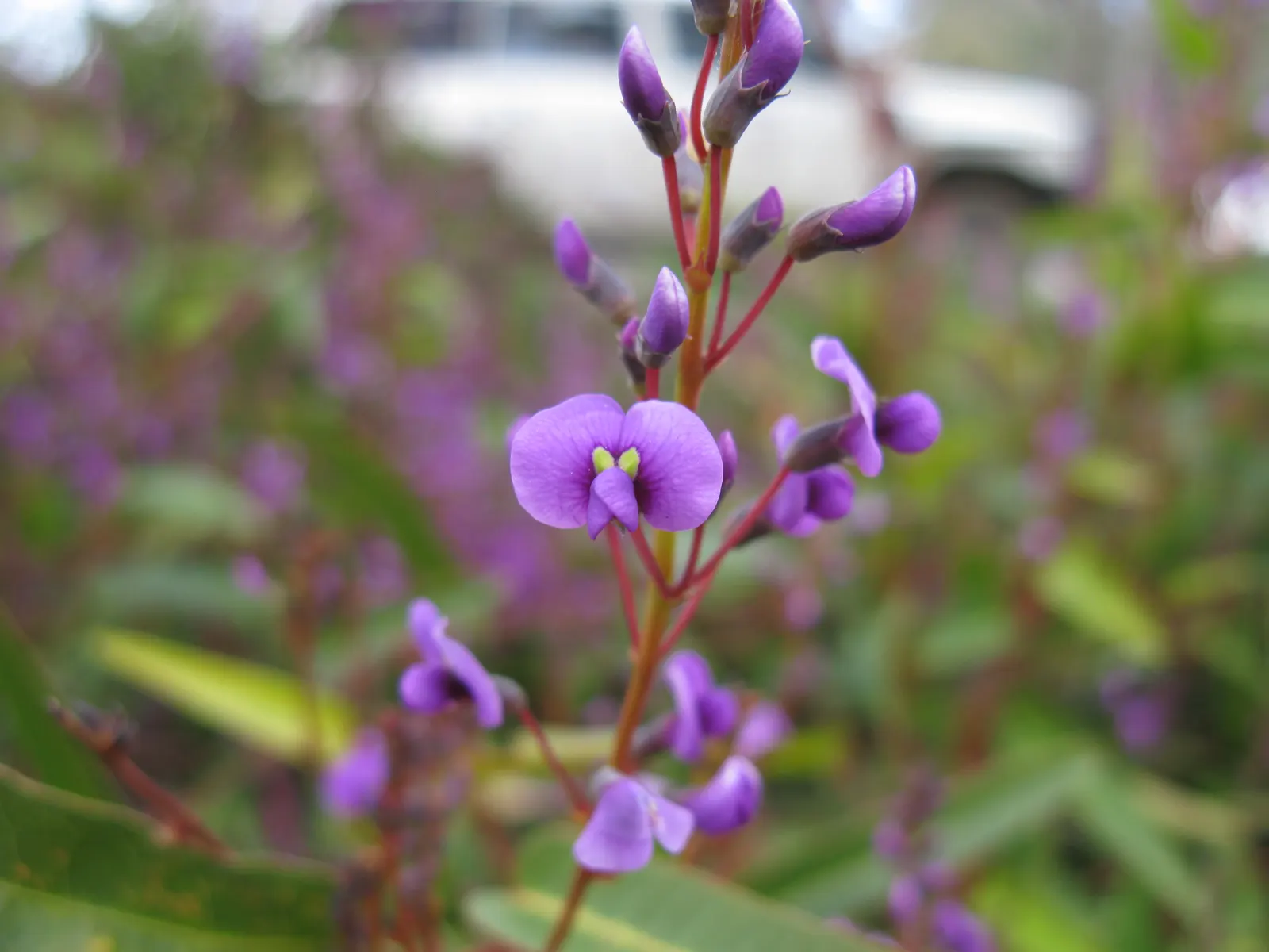 Purple Lilac Vine (Hardenbergia Violacea) — The blossoms can span up to 0.5 inches across and are set against rich; or arbors and providing a, image 61