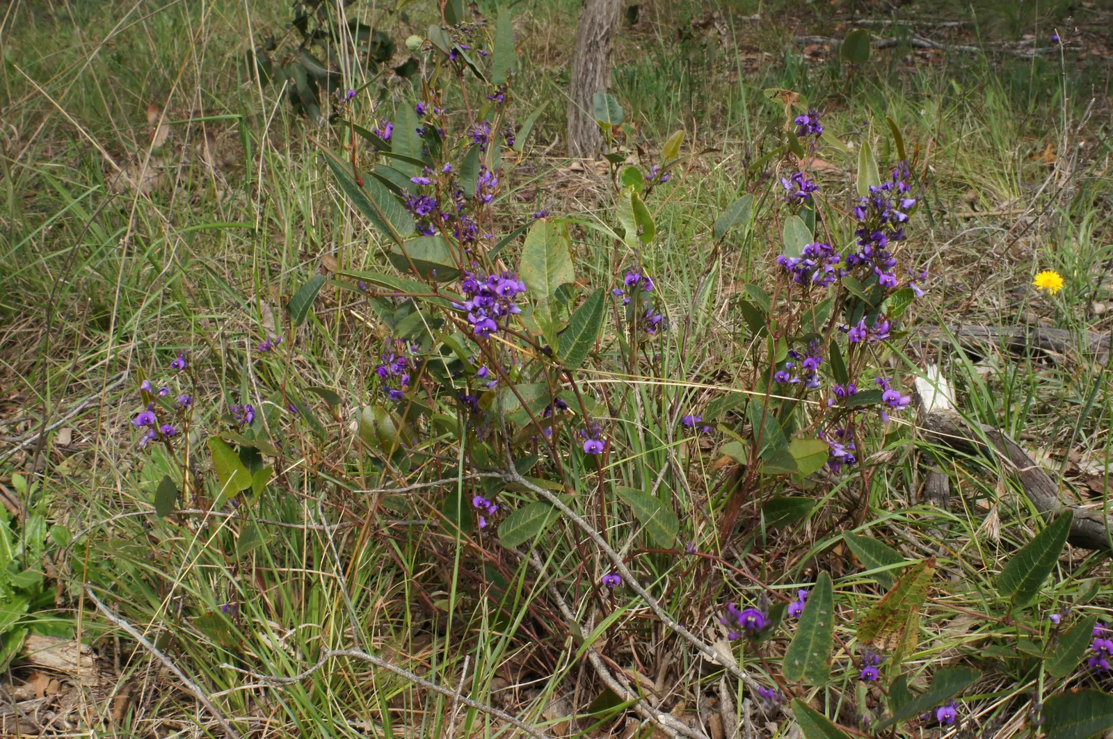 Purple Lilac Vine (Hardenbergia Violacea) — Ideal for trellises and fences, it offers quick coverage and attracts pollinators; vine for full or half, image 57
