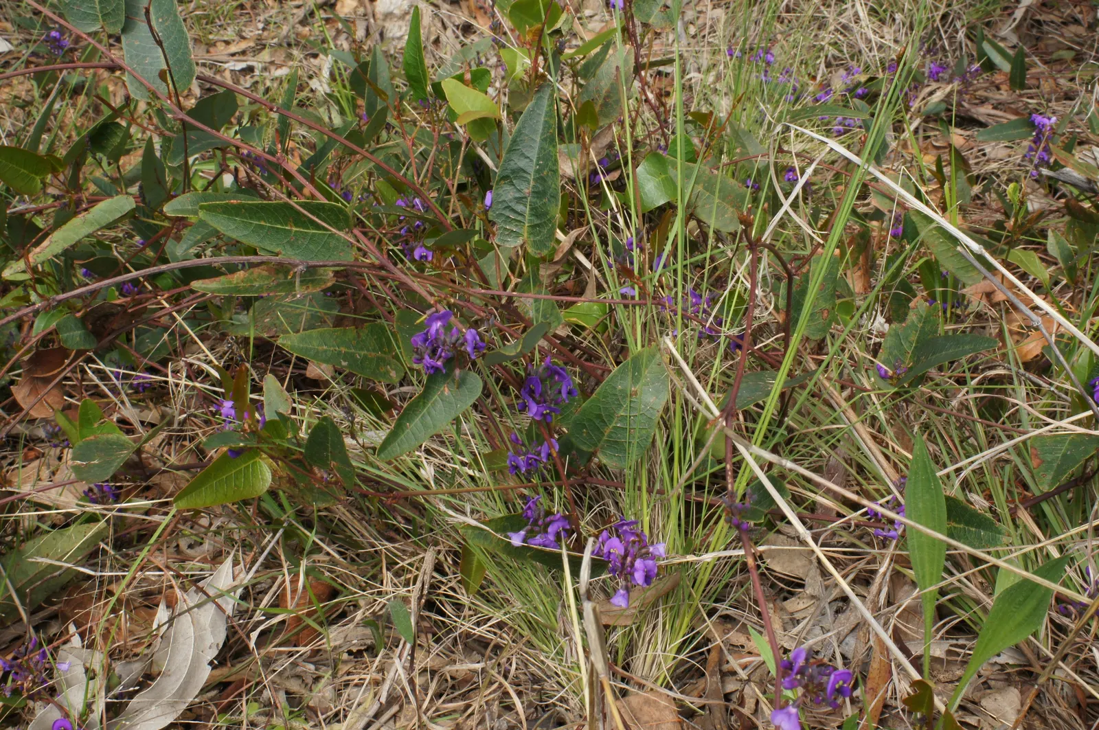 Purple Lilac Vine (Hardenbergia Violacea) — making it ideal for covering trellises; which typically flourish from winter to early spring, image 63