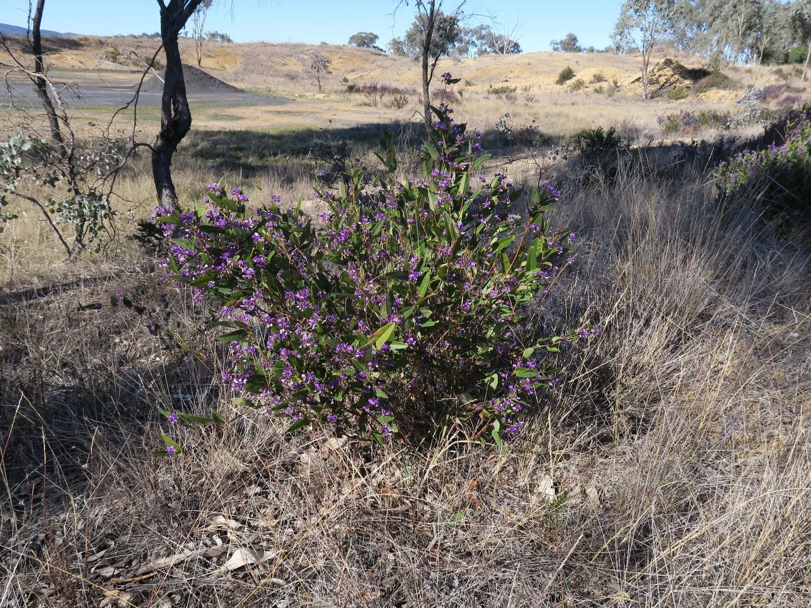 Purple Lilac Vine (Hardenbergia Violacea) — leathery green leaves that grow up to 4 inches in length