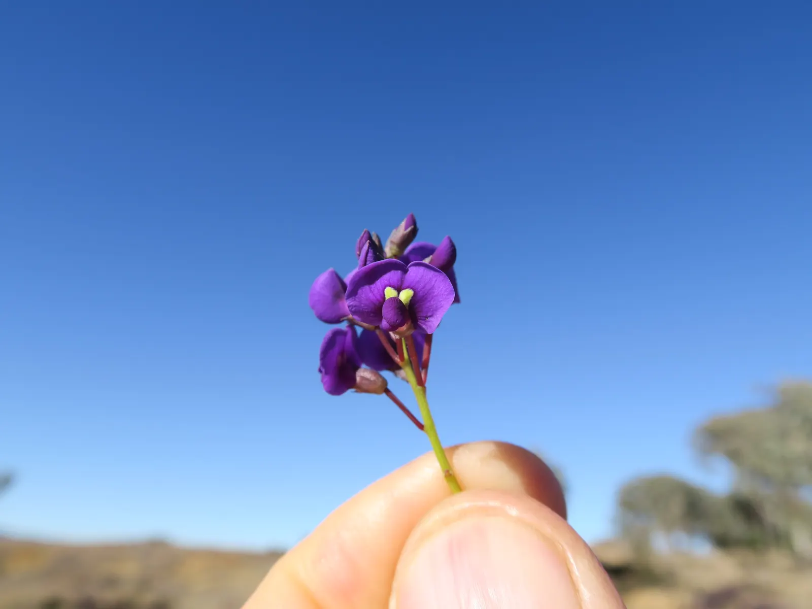 Purple Lilac Vine (Hardenbergia Violacea) — vine for full or half; pruning after flowering will maintain the desired shape and promote a healthy, image 54