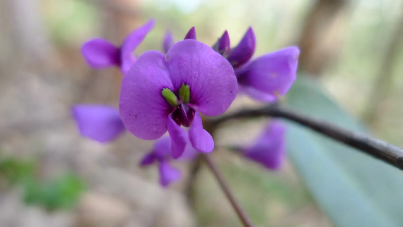 Purple Lilac Vine (Hardenbergia Violacea) — which typically flourish from winter to early spring; ideal for trellises and fences, it offers quick, image 42