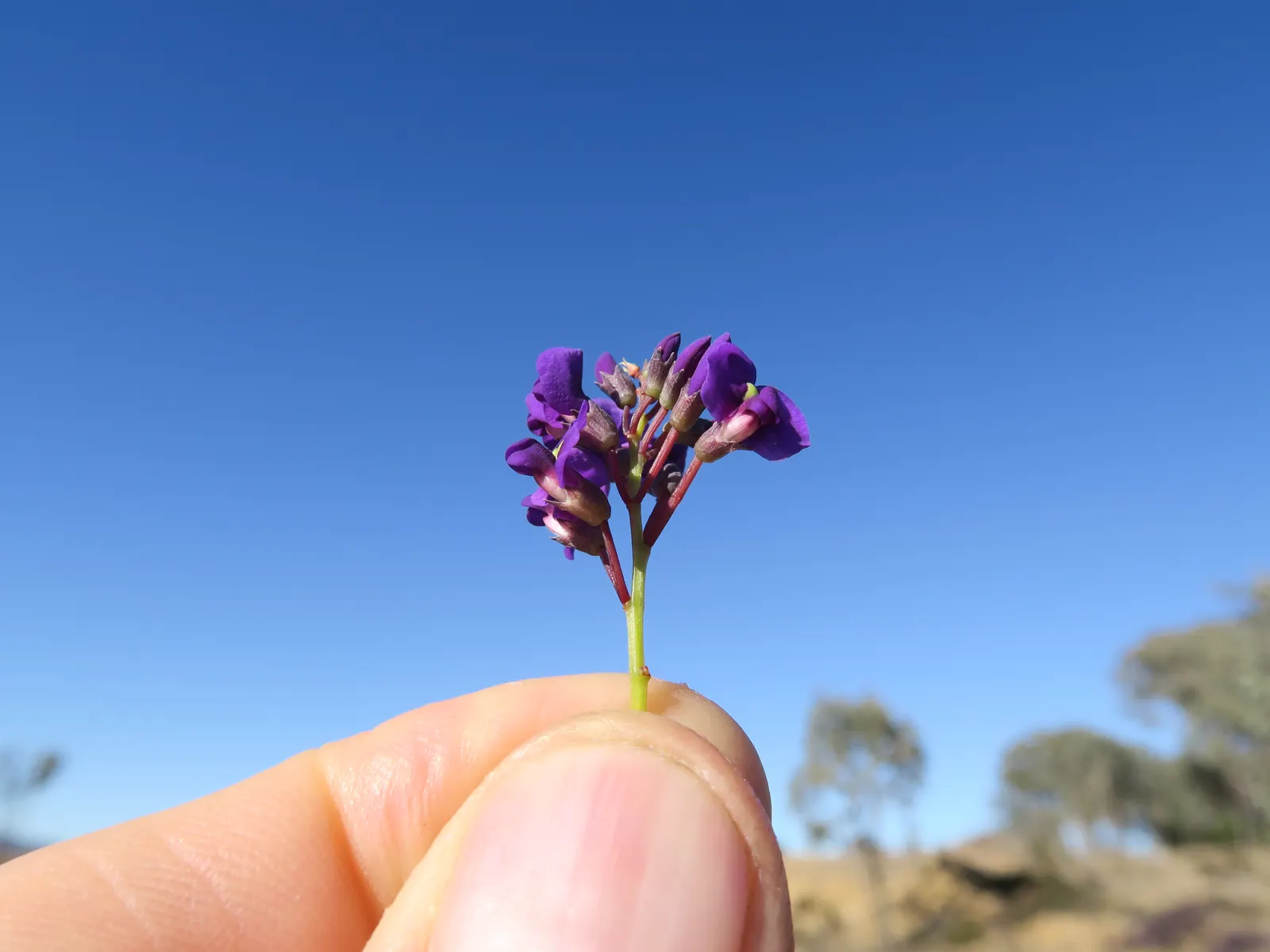 Purple Lilac Vine (Hardenbergia Violacea) — the Purple Lilac Vine thrives in well-drained soil and thrives in full sun to partial shade; it thrives in full sun