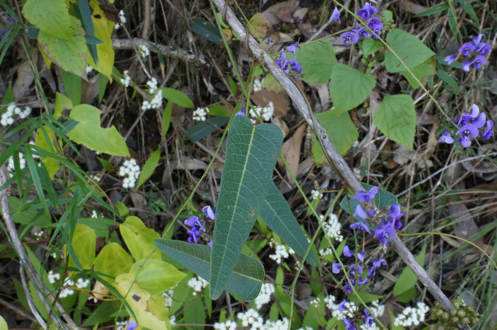 Purple Lilac Vine (Hardenbergia Violacea) — favoring exposure to at least 6 hours of sunlight per day; making it ideal for covering trellises, image 66