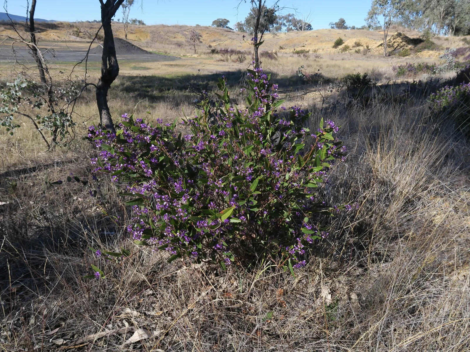 Purple Lilac Vine (Hardenbergia Violacea) — Pruning after flowering will maintain the desired shape and promote a healthy; favoring exposure to at, image 51