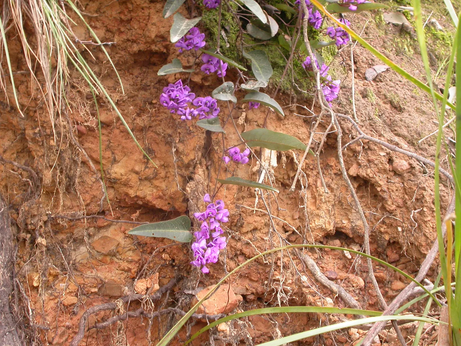 Purple Lilac Vine (Hardenbergia Violacea) — pea-like purple flowers which bloom in late winter to early spring; hardy in USDA zones 9-11, the plant, image 91